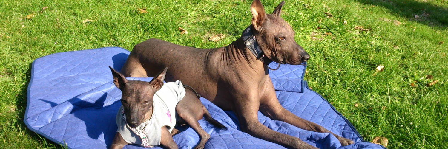 Biprodukt elevation Underlegen Hårløs Peruviansk hund
